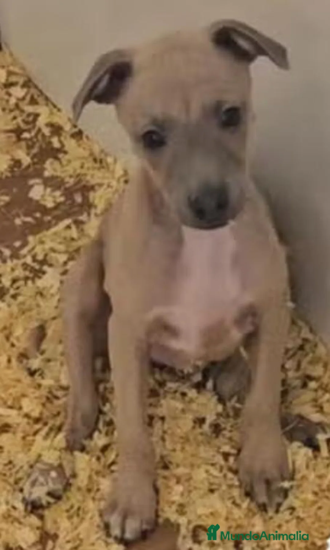 Pequeño Lebrel Italiano perros en venta: Galgo italiano - Anuncio 2
