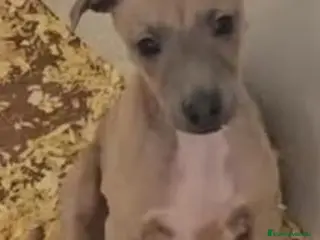 Pequeño Lebrel Italiano perros Galgo italiano - Anuncio 2