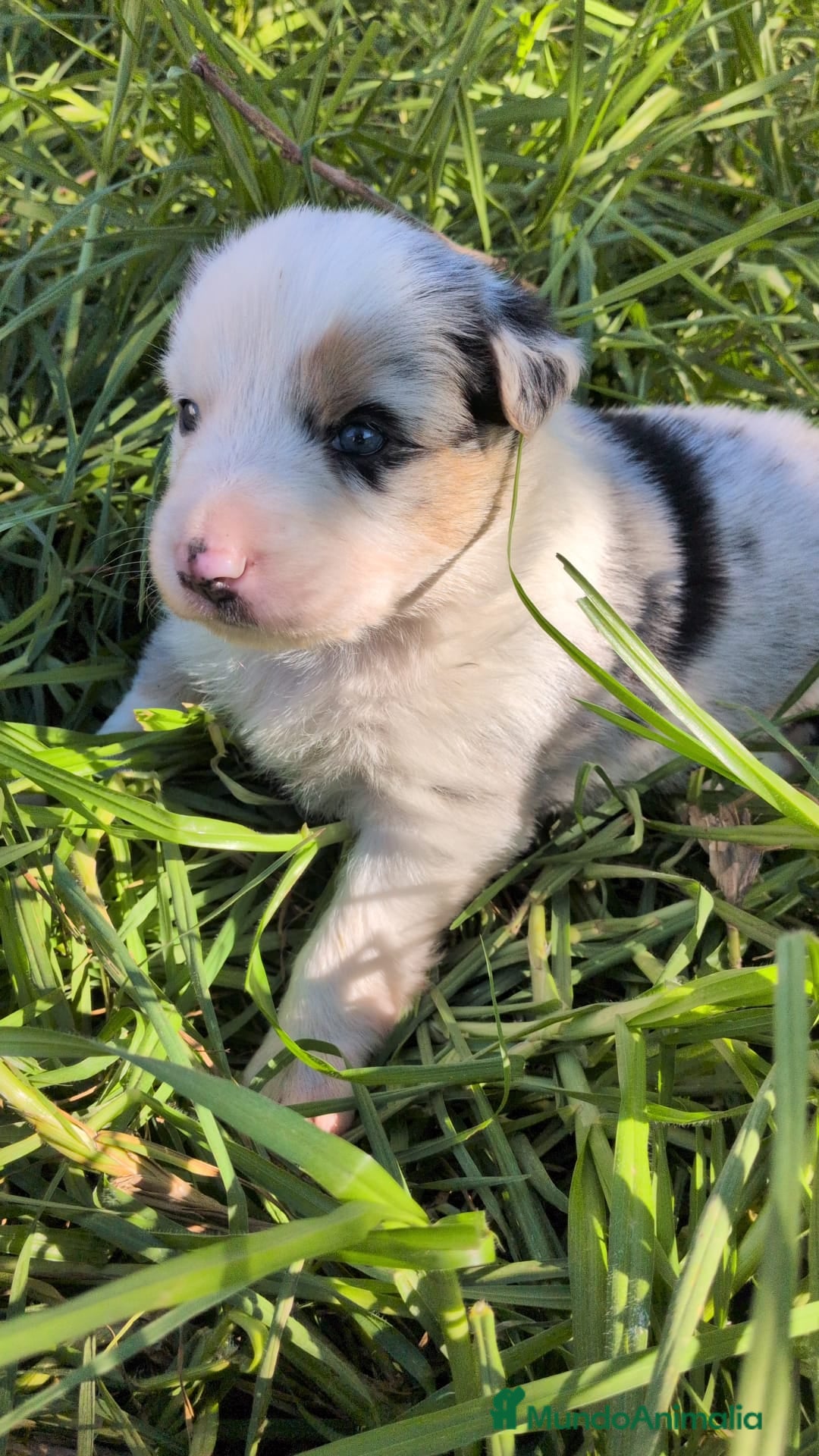 Border Collie perros en venta: BORDER COLLIE MERLE - Anuncio 4