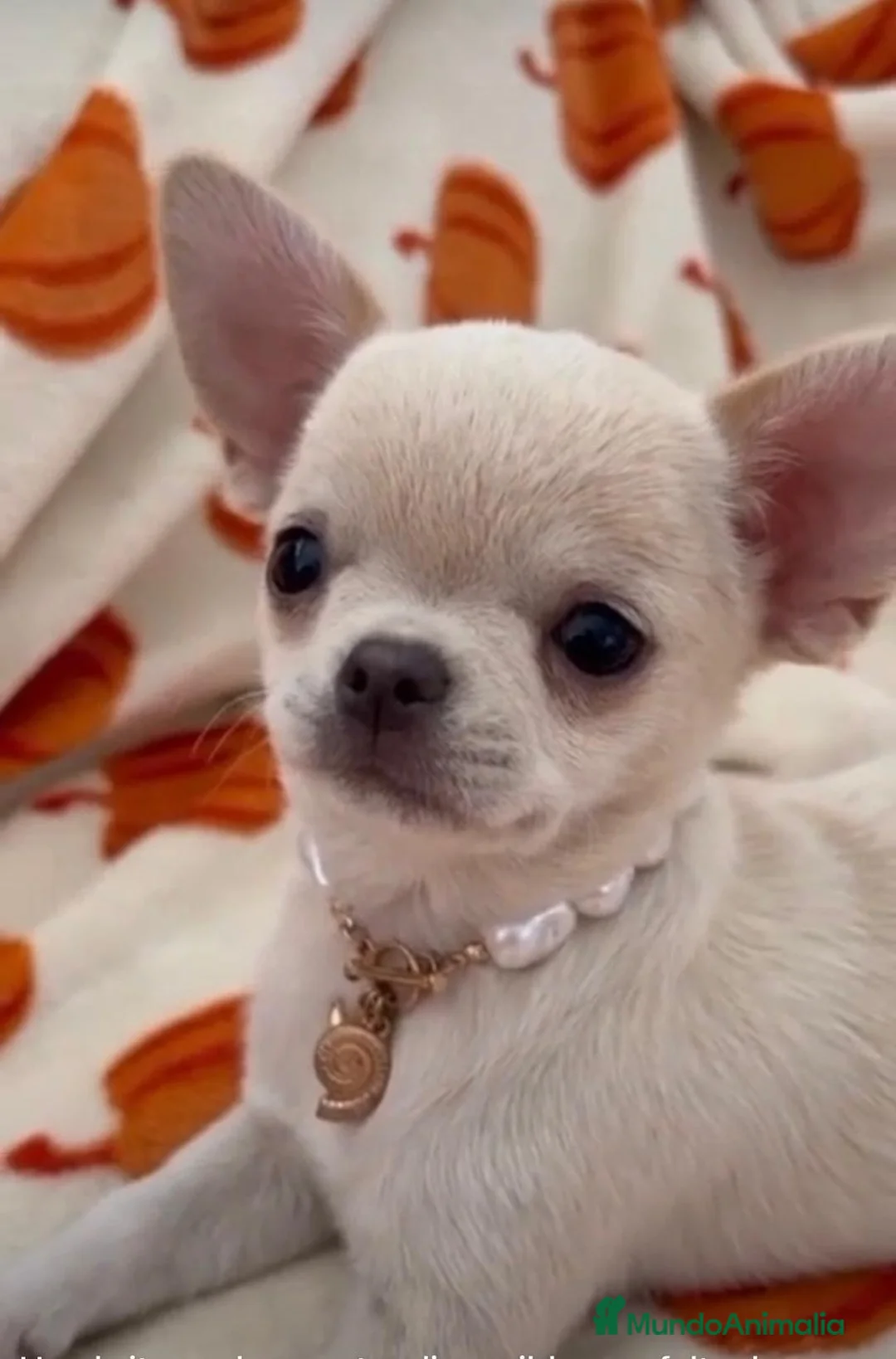 Chihuahua perros en venta: CHIHUAHUA TOYS LÍNEA RUSA - Anuncio 2