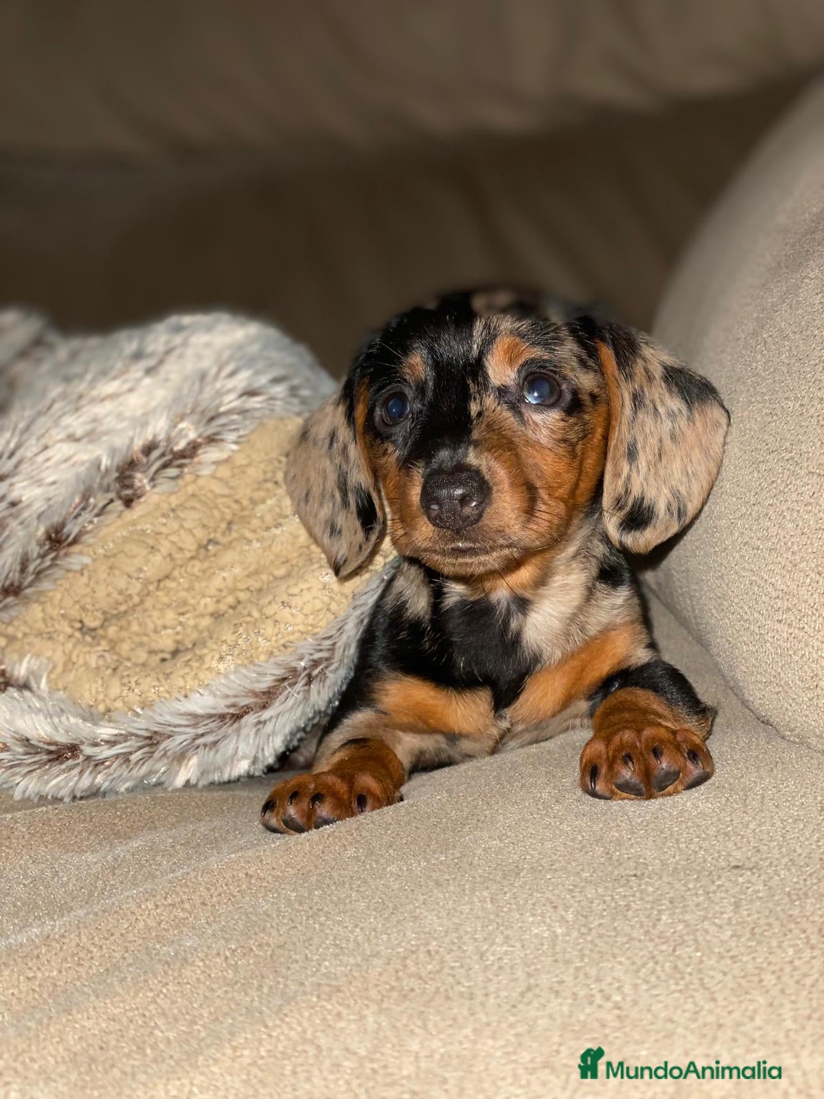 Teckel perros DACHSHUND MINIATURA :)  - Anuncio 18