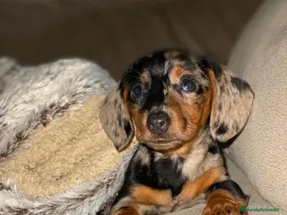 Teckel perros DACHSHUND MINIATURA :) - Anuncio 37