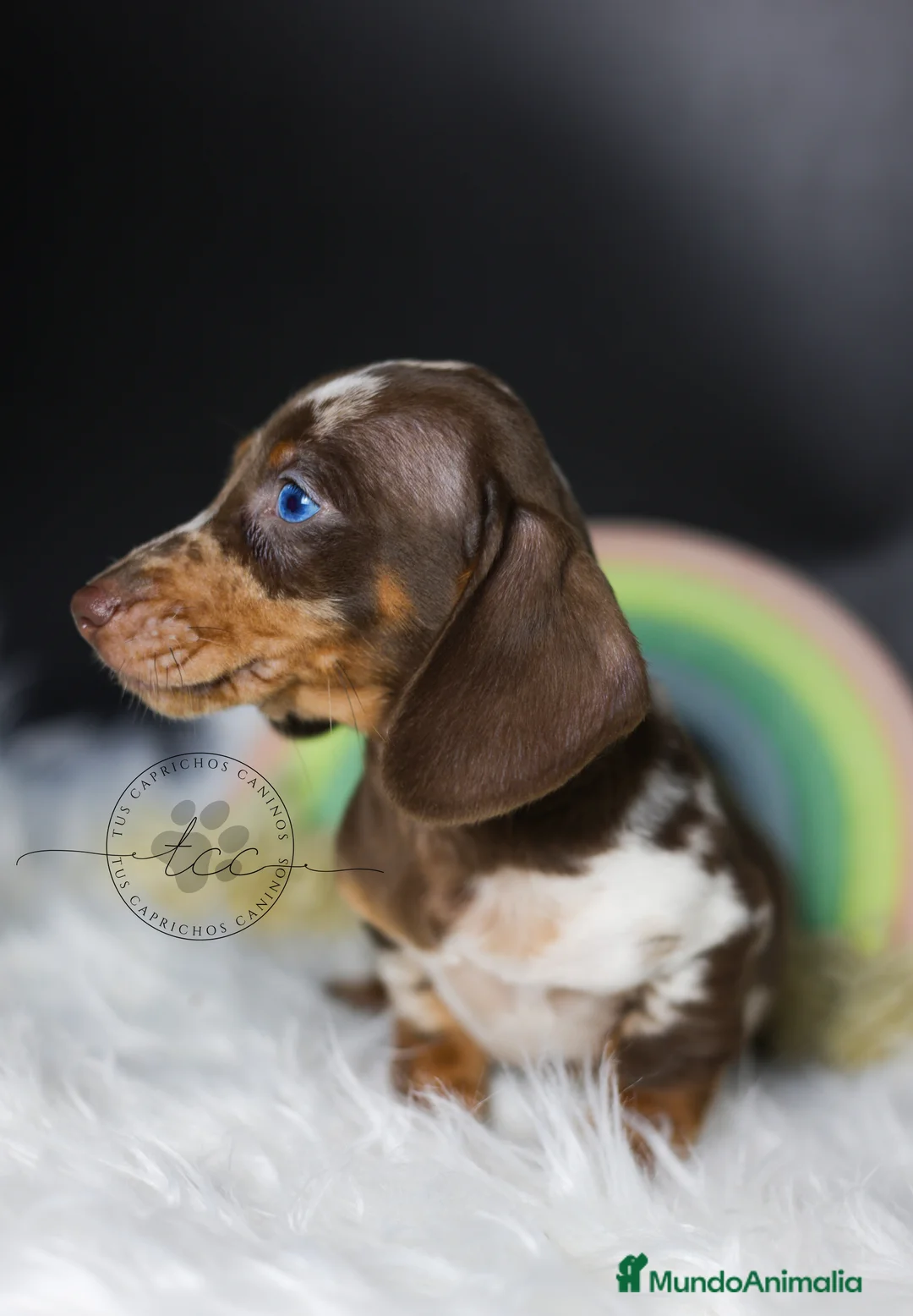 Teckel perros en venta: Teckel arlequín chocolate - Anuncio 3