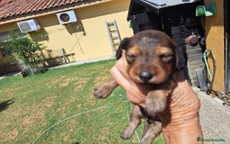 Teckel perros en venta: Teckel de pelo largo - Imagen 1