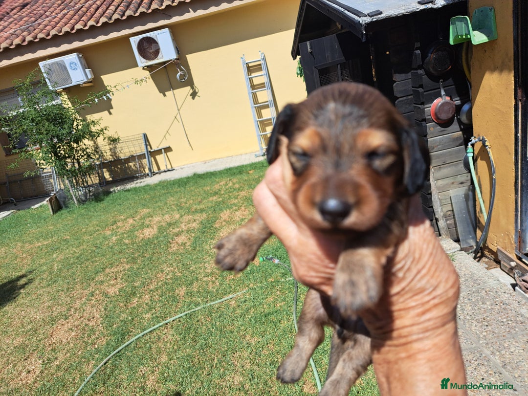 Teckel perros en venta: Teckel de pelo largo - Imagen 1