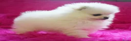 Pomerania perros en venta: Lulú de Pomerania  - Anuncio 6