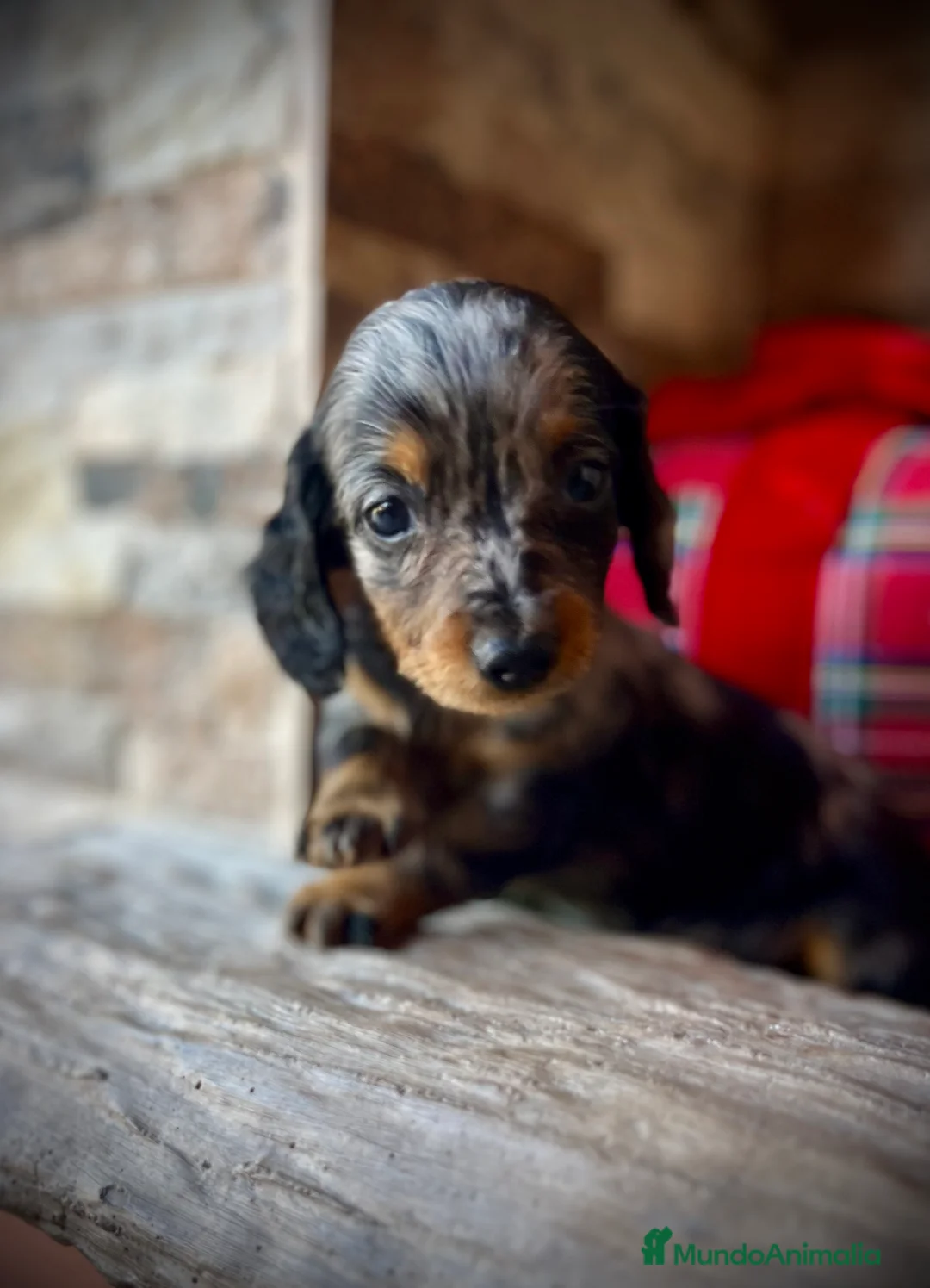 Teckel Miniatura perros en venta: Teckel kaninchen pelo largo  - Anuncio 1
