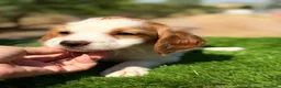 Épagneul Breton perros en venta: Breton hembra  - Anuncio 8