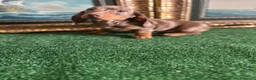 Teckel Miniatura perros en venta: Disponible preciosa cachorra de teckel miniatura  - Anuncio 4