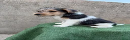 Fox Terrier de Pelo Duro perros en venta: Fox terrier pelo duro  - Anuncio 10