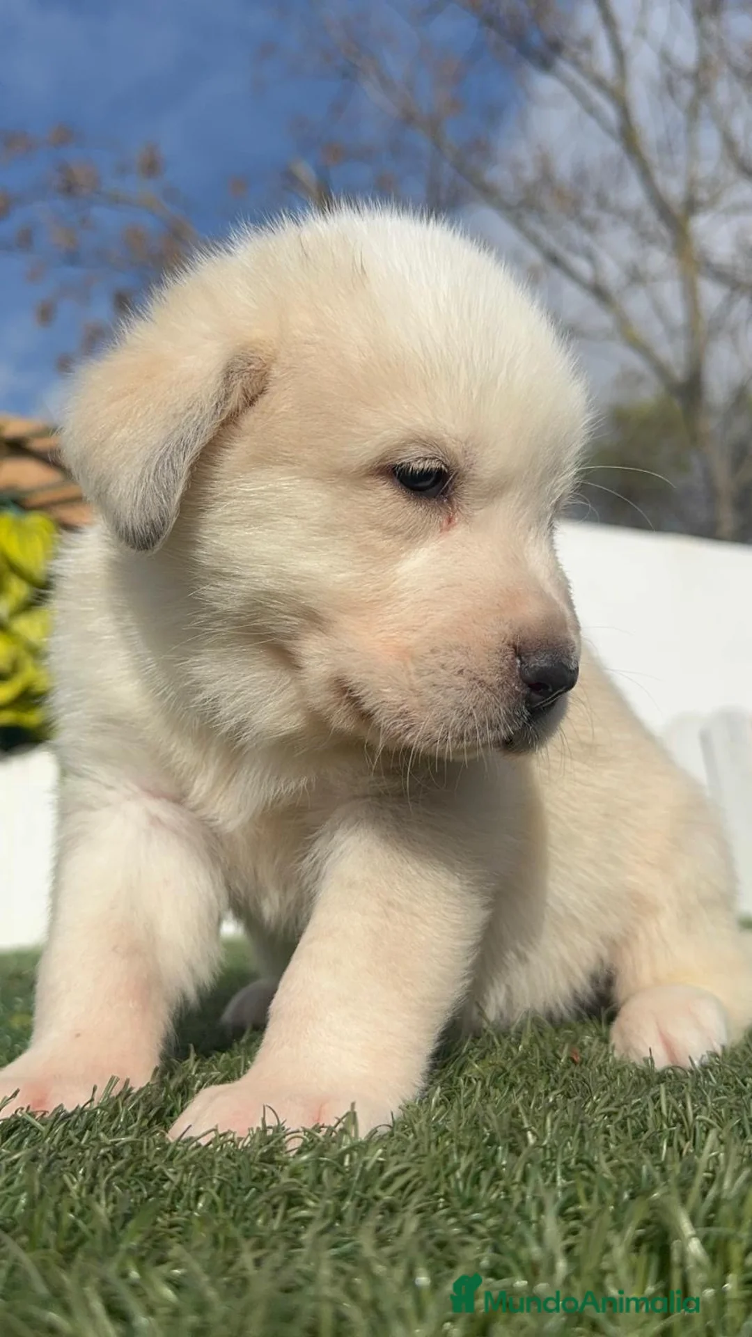 Mastín Español perros en venta: MASTIN ESPAÑOL - Anuncio 10