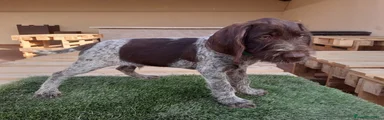 Cachorro 2