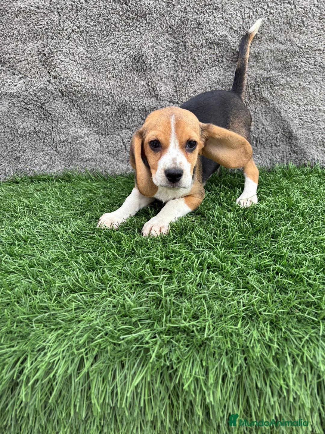 Beagle perros en venta: Precioso macho de Beagle  - Anuncio 3