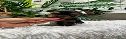 Yorkshire Terrier perros en venta: YORKSHIRE TERRIER MACHO - Anuncio 4