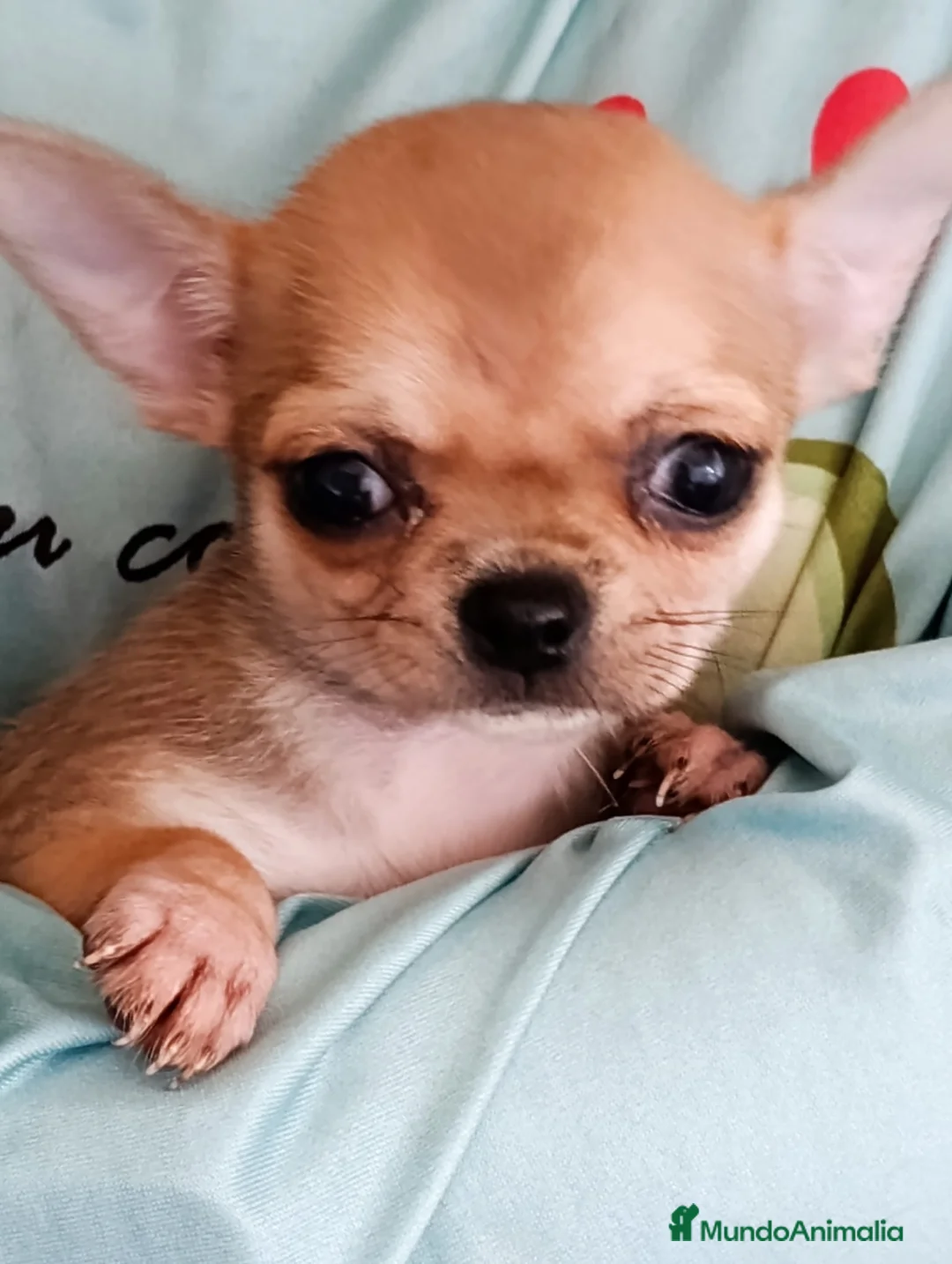 Chihuahua perros en venta: Chihuahua Hembra - Anuncio 1