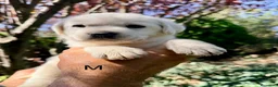 Labrador Retriever perros en venta: CADELLS DE LABRADOR RETRIEVER 🤎🐶 - Anuncio 7