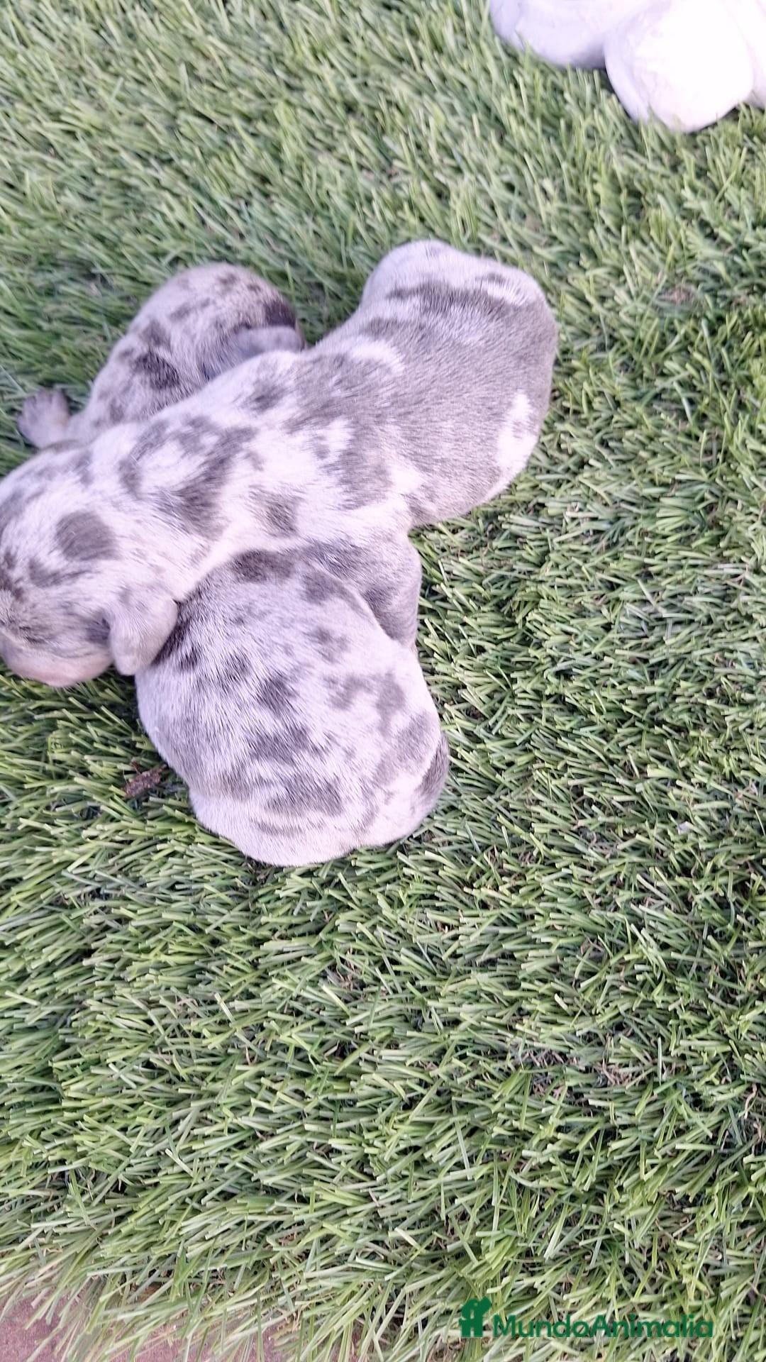 Teckel Miniatura perros en venta: Teckel Navidad - Imagen 3