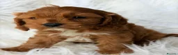 Cavapoo perros en venta: CAVAPOO CALIDAD MUY ROJOS - Anuncio 3
