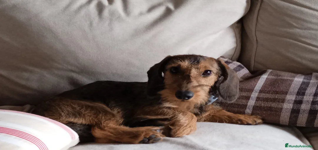 Imagen de galería {{count}}