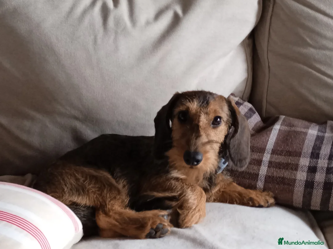 Imagen de galería {{count}}