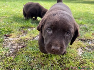 Labrador Retriever perros en Salamanca - Anuncio 17