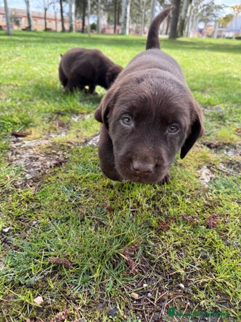 Labrador Retriever perros en Salamanca - Anuncio 14