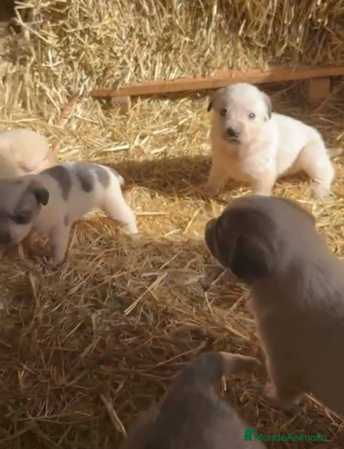 Mastín Español perros Preciosos mastines disponibles  en Murcia - Anuncio 3