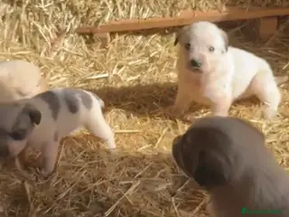 Mastín Español perros Preciosos mastines disponibles en Murcia - Anuncio 3