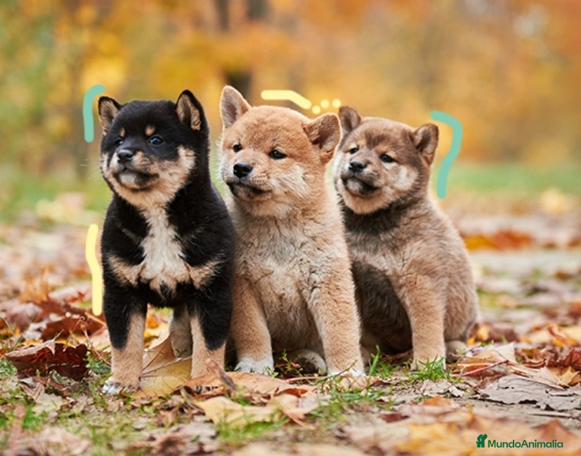 Shiba Inu perros Shiba Inu Cartagena - Anuncio 3