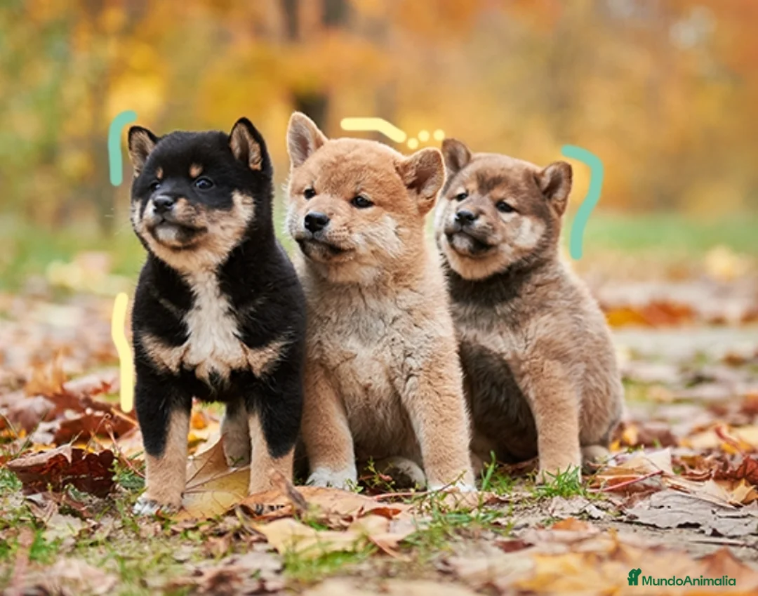 Shiba Inu perros en venta: Shiba Inu Cartagena - Anuncio 1