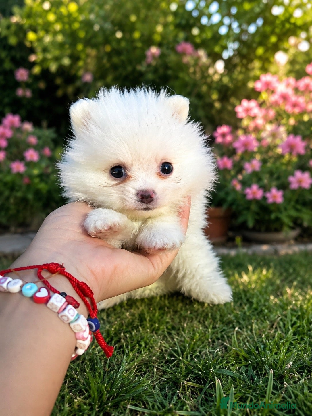 Pomerania perros PRECIOSA PAREJA DE POMERANIA  - Anuncio 1