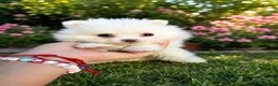 Pomerania perros en venta: PRECIOSA PAREJA DE POMERANIA  - Anuncio 1