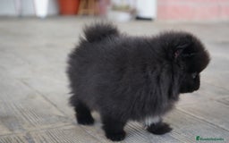 Pomerania perros en venta: 🐾 Roscón, Monk y Prodigy – Pomerania únicos 🐾 - Imagen 6