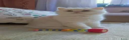 Persa gatos en venta: Gatos persa chinchilla silver  - Anuncio 3