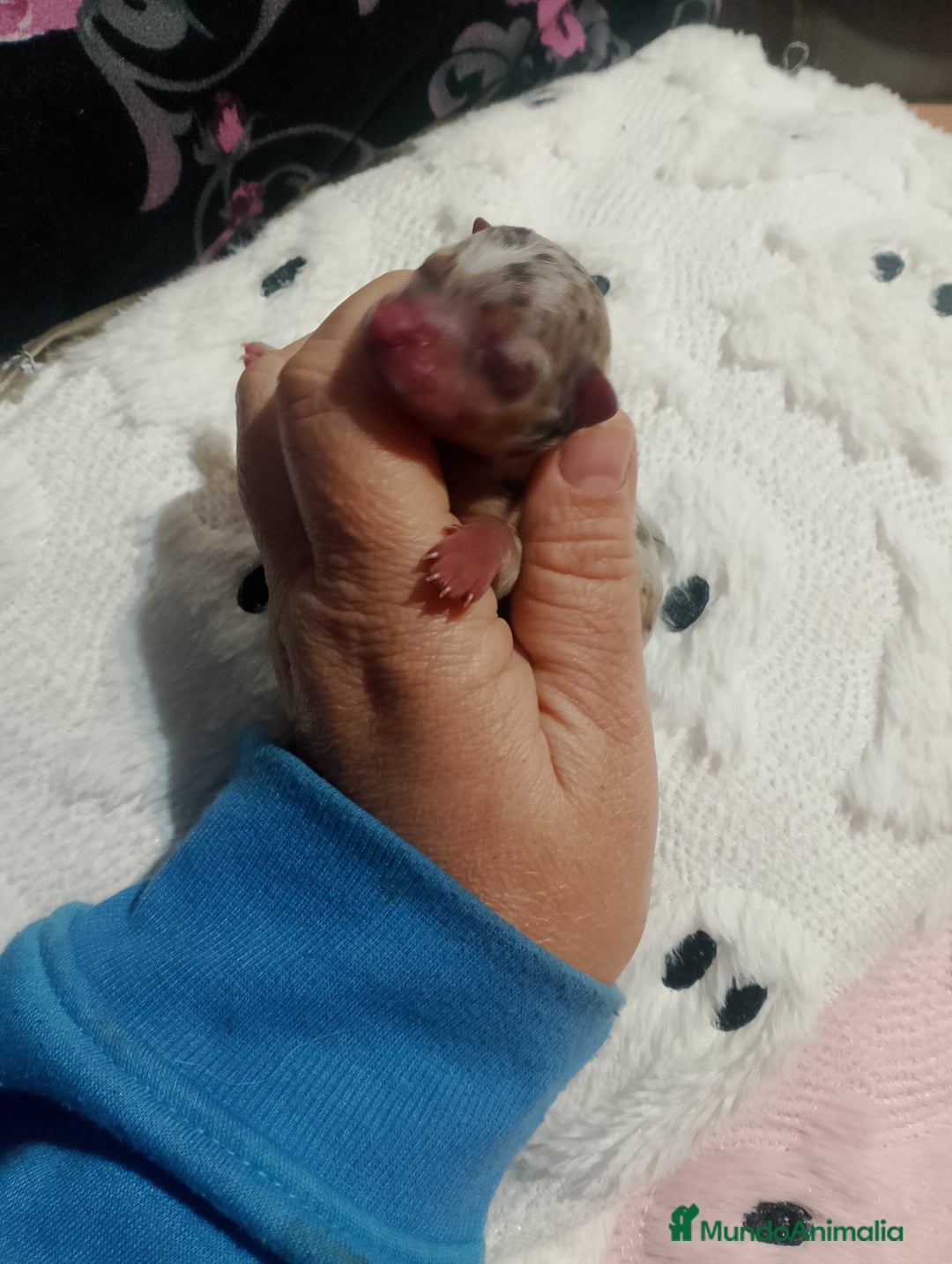 Chihuahua perros en venta: Preciosa chihuahua super toy Merle  - Anuncio 3