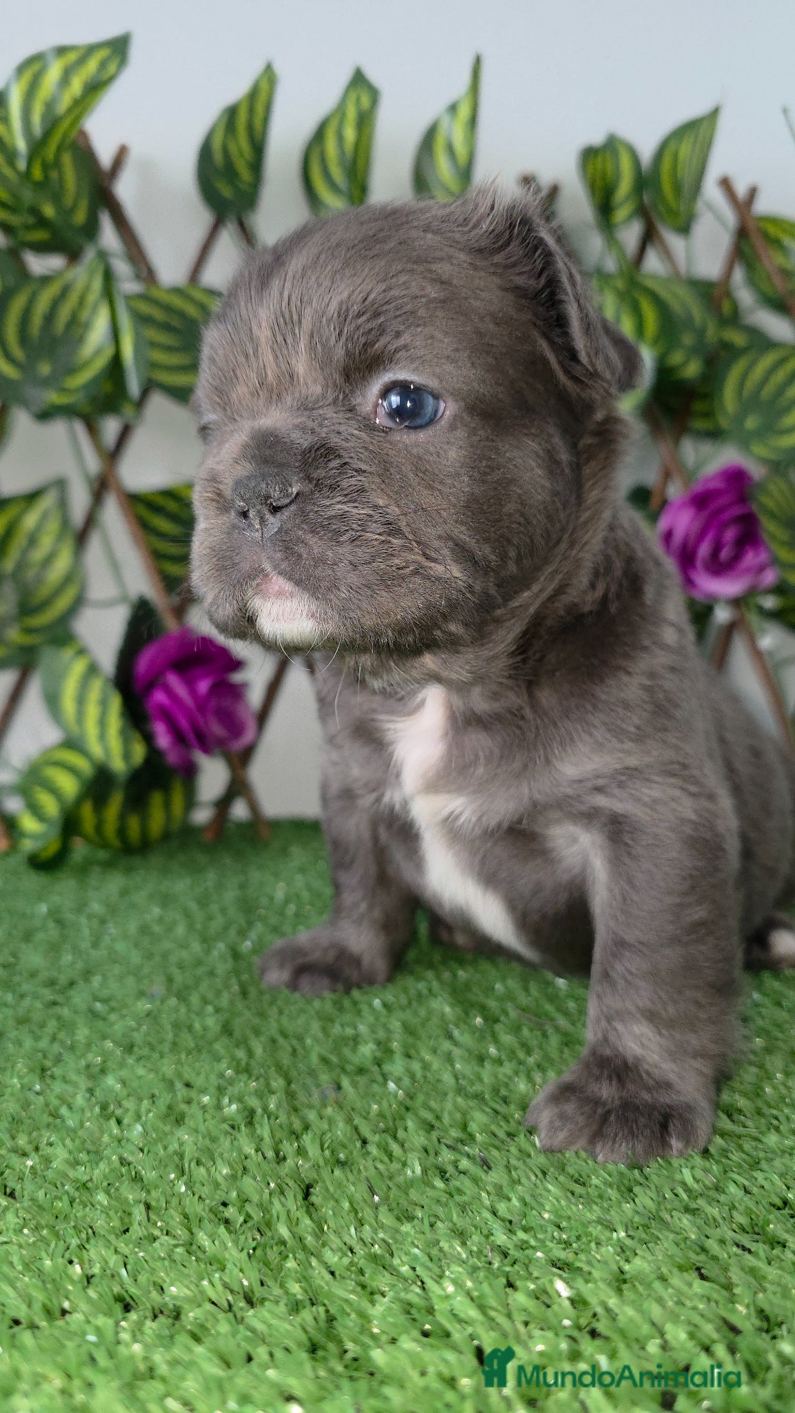 Bulldog Francés perros Bulldog francés  - Anuncio 1