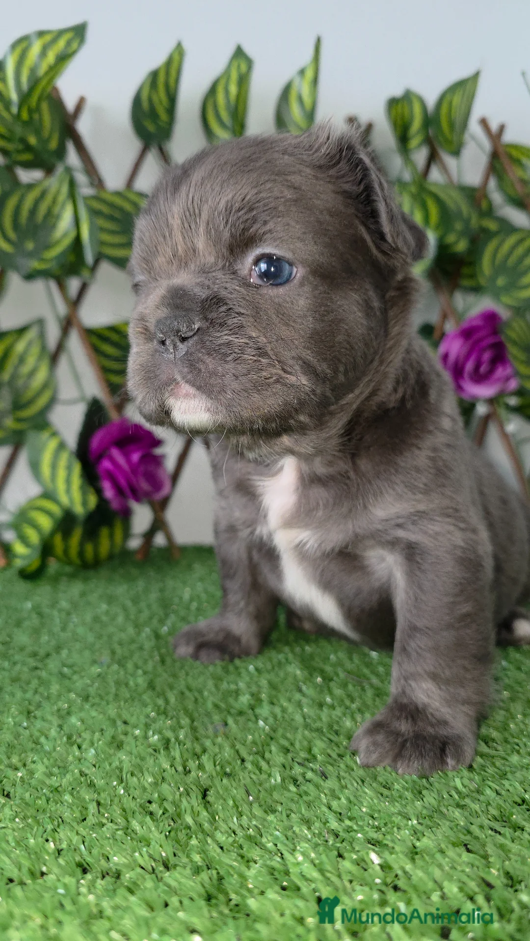 Bulldog Francés perros en venta: Bulldog francés  - Anuncio 1
