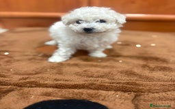 Caniche Toy perros en venta: Caniche toy blanca - Imagen 10