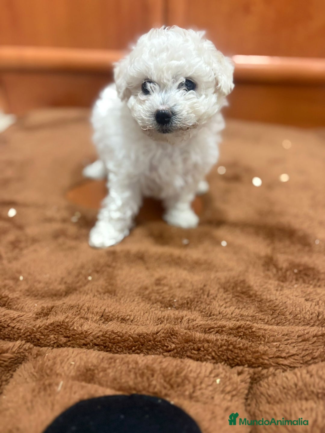 Caniche Toy perros en venta: Caniche toy blanca - Imagen 10