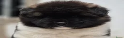 Akita Americano perros en venta: AKITA AMERICANO PELO LARGO - Anuncio 4