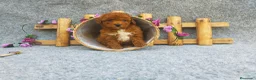 Caniche Toy perros en venta: PRECIOSOS CANICHE  ROJO LINEA TOY - Anuncio 11