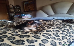 Yorkshire Terrier perros en venta: YORKSHIRE TOY - Imagen 3