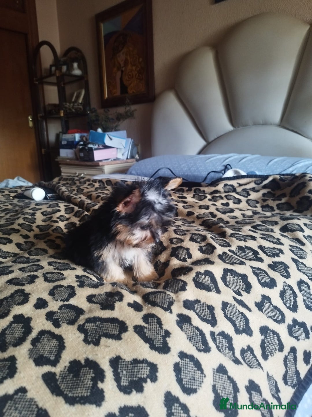 Yorkshire Terrier perros en venta: YORKSHIRE TOY - Imagen 3