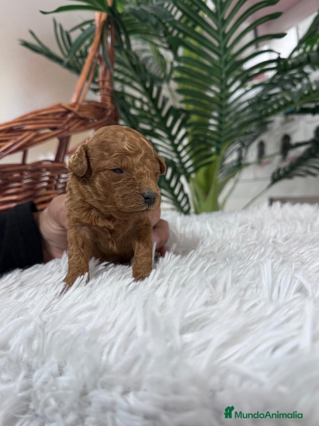 Caniche Toy perros en venta: CANICHE TOY - Anuncio 9