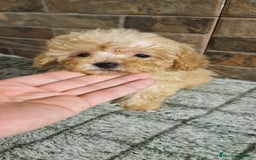 Caniche Toy perros en venta: HEMBRA MINI/TOY - Imagen 4