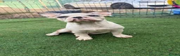 Bulldog Francés perros en venta: Bulldog Francés 2 ejemplares únicos buscan familia - Anuncio 4