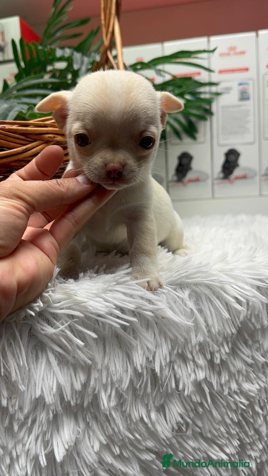 Chihuahua perros CHIHUAHUA HEMBRA - Anuncio 16