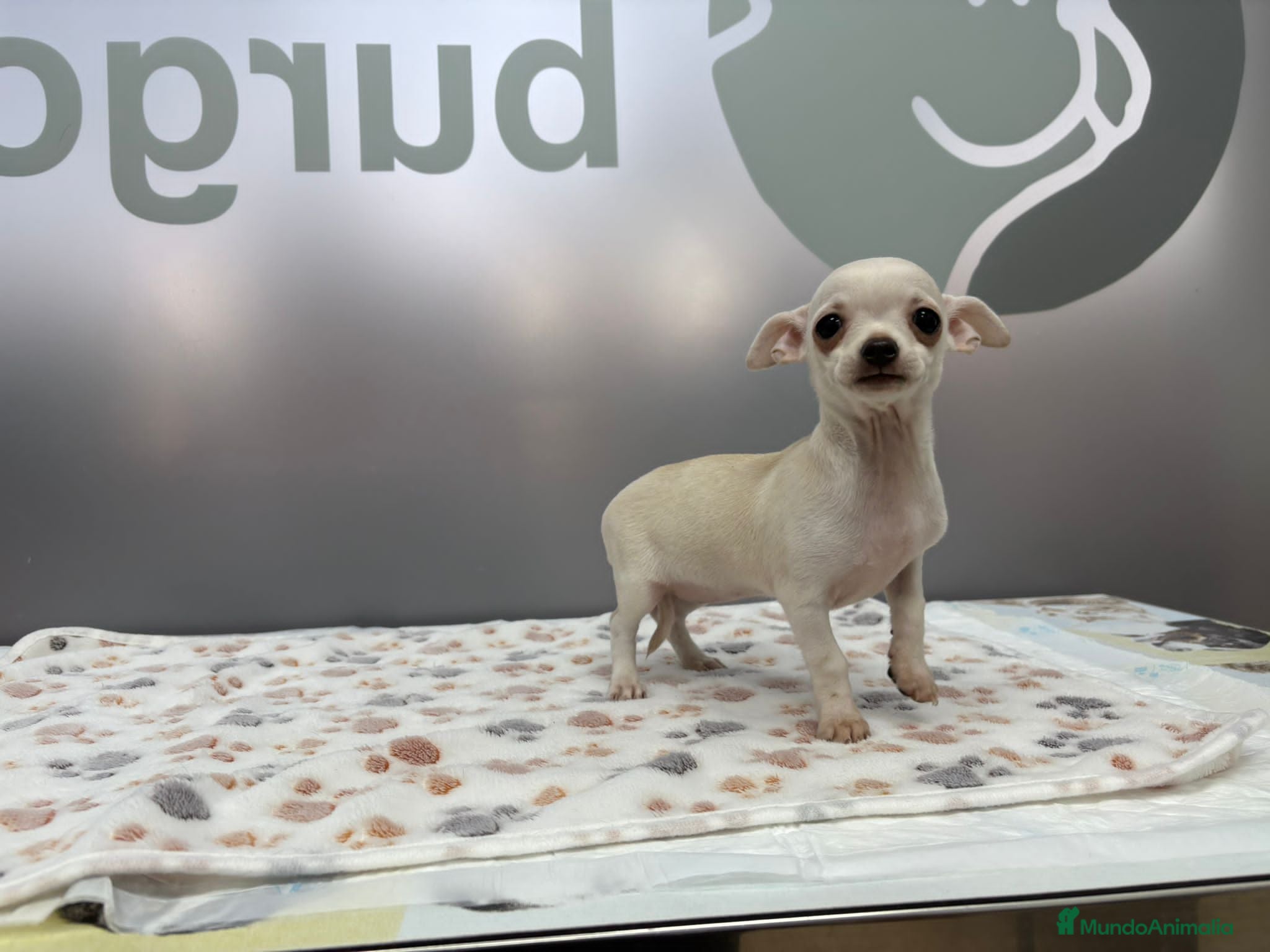 Chihuahua perros Cachorritos Chihuahua disponibles para el 24 de di - Anuncio 2