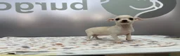 Chihuahua perros en venta: Cachorritos Chihuahua disponibles para el 24 de di - Anuncio 2