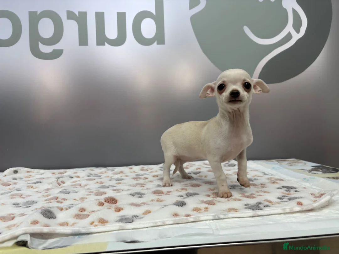 Chihuahua perros en venta: Cachorritos Chihuahua disponibles para el 24 de di - Anuncio 2